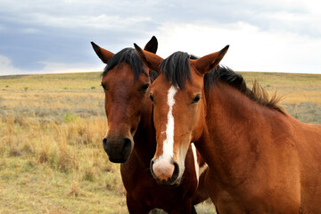 Fototapeta na wymiar Landscape photo of a two brown horse's heads. American saddle horses. 
