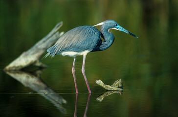 Aigrette tricolore.Egretta tricolor, Tricolored Heron