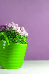 Bouquet of small chrysanthemums in green vase on lilac background. Floral and holiday card. Copy space