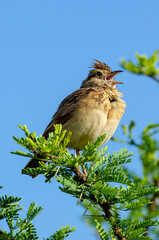Alouette à nuque rousse,.Mirafra africana, Rufous naped Lark