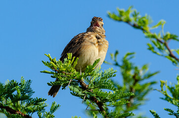 Alouette à nuque rousse,.Mirafra africana, Rufous naped Lark