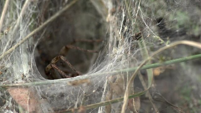 Eine Trichterspinne Agelena labyrinthica wartet am Ende des Fangtrichters in ihrer Wohnh&ouml;hle auf ins Netz gegangene Insekten und erbeutet Grash&uuml;pfer