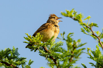 Alouette à nuque rousse,.Mirafra africana, Rufous naped Lark