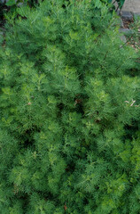 Aurone mâle , armoise citronnelle, Artemisia abrotanum