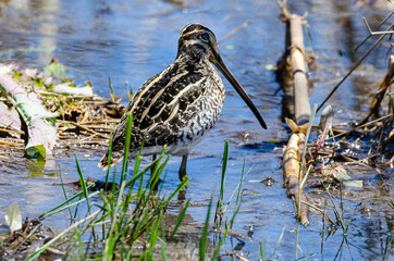 Bécassine des marais,.Gallinago gallinago, Common Snipe