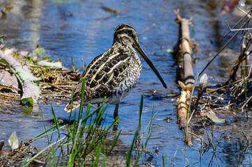 Bécassine des marais,.Gallinago gallinago, Common Snipe