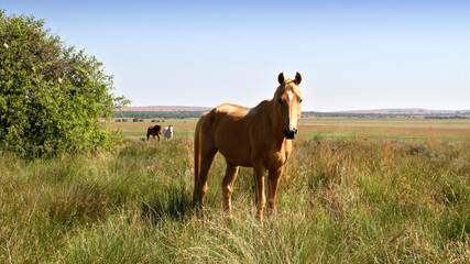 Fototapeta premium A photo of horses in a beautiful landscape on farms in South Africa. 