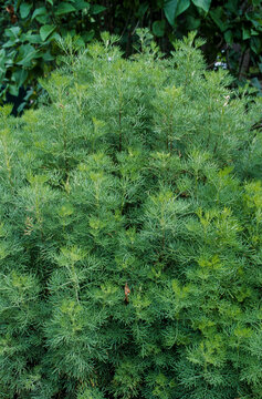 Aurone m&acirc;le , armoise citronnelle, Artemisia abrotanum