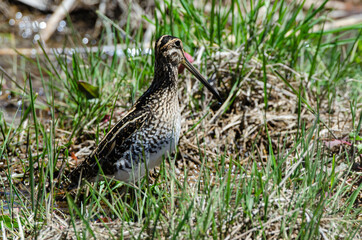 Bécassine des marais,.Gallinago gallinago, Common Snipe