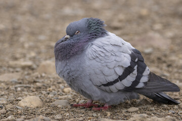 View of a sleeping pigeon on a stone beach. Homing pigeon, racing pigeon or domestic messenger pigeon Latin columba livia domestica closeup.