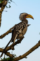 Calao leucomèle,.Tockus leucomelas, Southern Yellow billed Hornbill