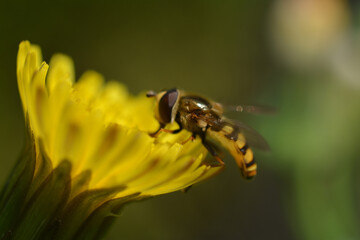 黄色い花と蜂　タンポポと蜜を吸う蜂