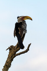 Calao leucomèle,.Tockus leucomelas, Southern Yellow billed Hornbill