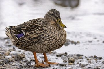Mallard standing on the river bank  Wild duck in its natural environment on the pond. (Anas platyrhynchos)