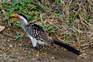 Calao leucomèle,.Tockus leucomelas, Southern Yellow billed Hornbill