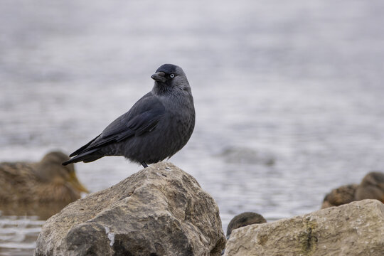 The western jackdaw standing on stones by the river in the background ducks floating on the water.(Corvus monedula)