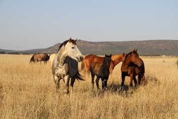 A photo of horses in a beautiful landscape on farms in South Africa. 
