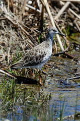 chevalier combattant, Combattant varié, Philomachus pugnax