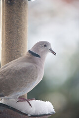 Collared Dove on a garden bird feeder in winter, United Kingdom