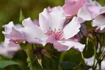 バラ　ピンクのバラ　一重　