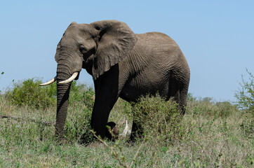 Éléphant d'Afrique, Loxodonta africana, Parc national Kruger, Afrique du Sud