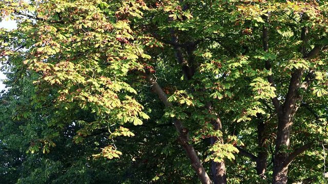 Chestnut tree in autumn
