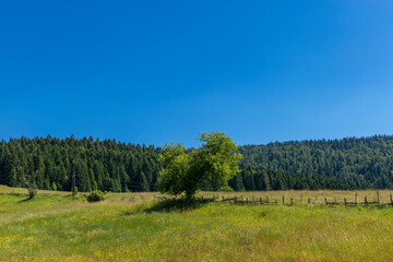 Obraz premium landscape with trees