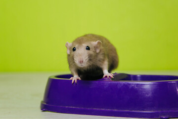 A beige rat sits on a cat's bowl on a green background.