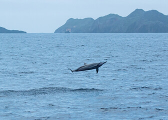 ハシナガイルカ
