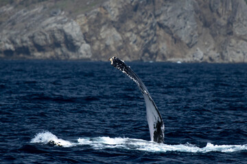 ザトウクジラ