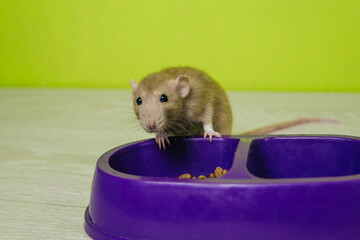 Fototapeta na wymiar A beige rat sits on a cat's bowl on a green background.