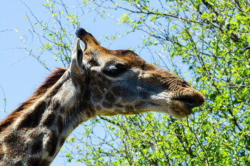 Girafe, Giraffa Camelopardalis, Parc national Kruger, Afrique du Sud