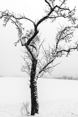 black silhouettes of trees in winter in german countryside