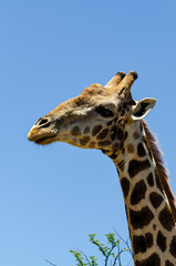 Girafe, Giraffa Camelopardalis, Parc national Kruger, Afrique du Sud