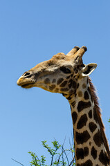 Girafe, Giraffa Camelopardalis, Parc national Kruger, Afrique du Sud