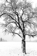 black silhouettes of trees in winter in german countryside