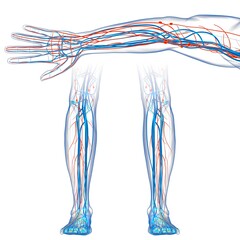 Obraz na płótnie Canvas Human Lymph Nodes Anatomy For Medical Concept 3D Rendering