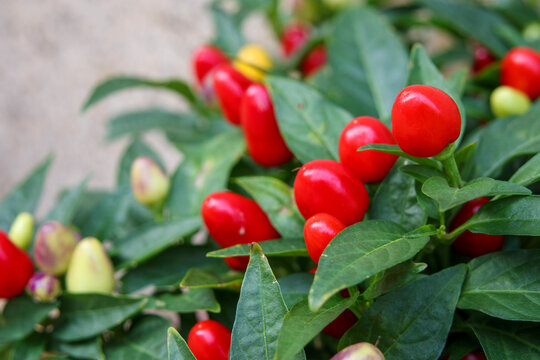 17 Best 観賞用トウガラシ Images Stock Photos Vectors Adobe Stock