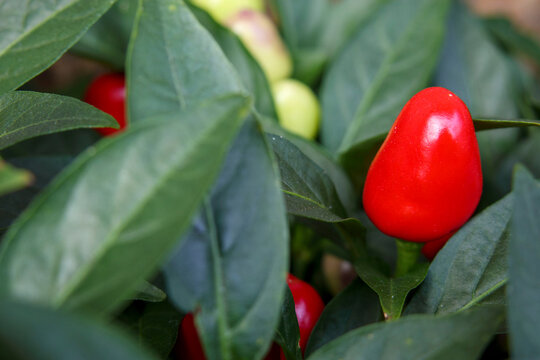 17 Best 観賞用トウガラシ Images Stock Photos Vectors Adobe Stock