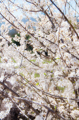 Flor de Almendro en primavera. 
