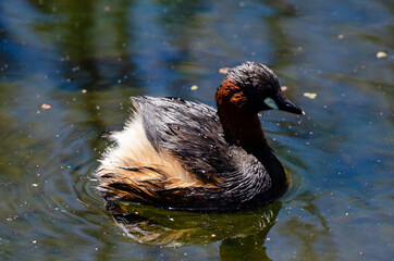 Grèbe castagneux,.Tachybaptus ruficollis, Little Grebe