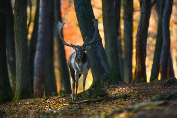 Majestic fallow deer, dama dama, stag walking in sunny autumn forest with copy space. Wild animal moving in nature among trees from front view. Male mammal coming closer.
