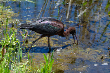 Ibis falcinelle, .Plegadis falcinellus, Glossy Ibis
