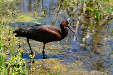 Ibis falcinelle, .Plegadis falcinellus, Glossy Ibis