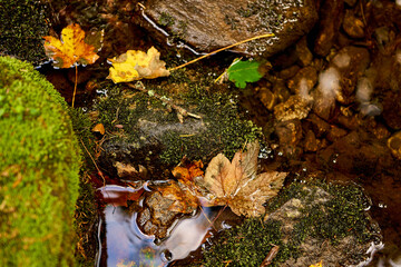 autumn leaves on the ground