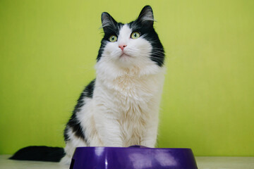 A black and white fluffy cat sits next to a purple bowl on a green background. A two-color cat is waiting for food from the owner.