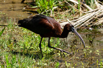 Ibis falcinelle, .Plegadis falcinellus, Glossy Ibis