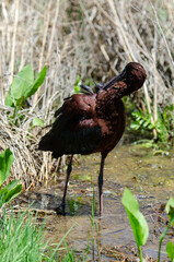Ibis falcinelle, .Plegadis falcinellus, Glossy Ibis