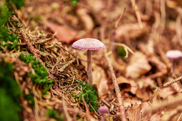 mushroom in the forest