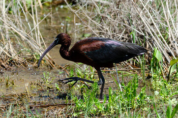 Ibis falcinelle, .Plegadis falcinellus, Glossy Ibis